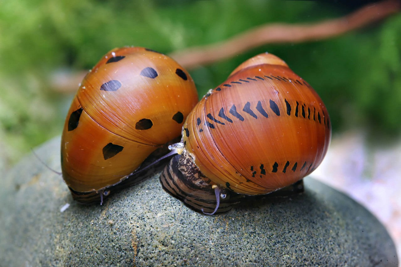 Neritina Semiconica - Neritina Spotted