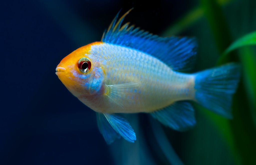 Mikrogeophagus Ramirezi Eletric Blue Gold Head
