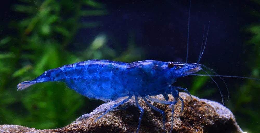 Neocaridina davidi "Blue Dream"
