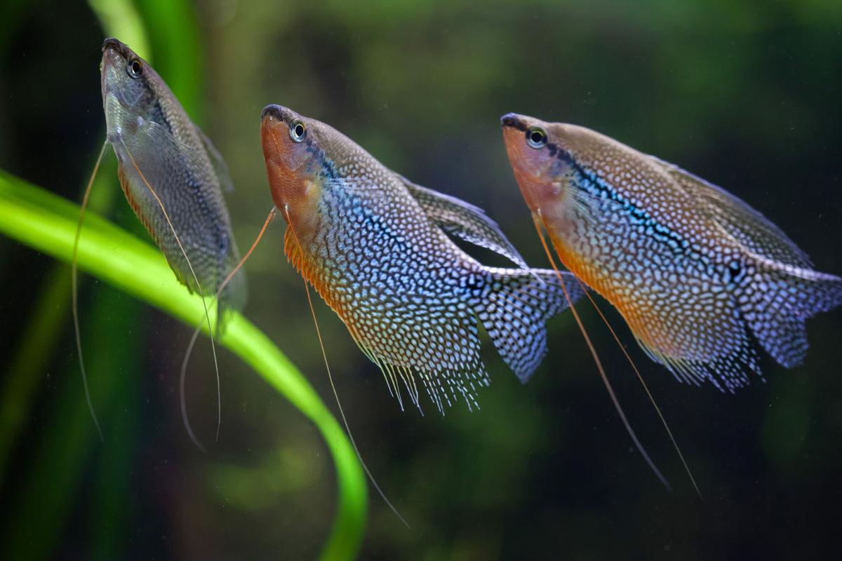 Trichogaster Leeri - Gourami Pérola - Living Aqua