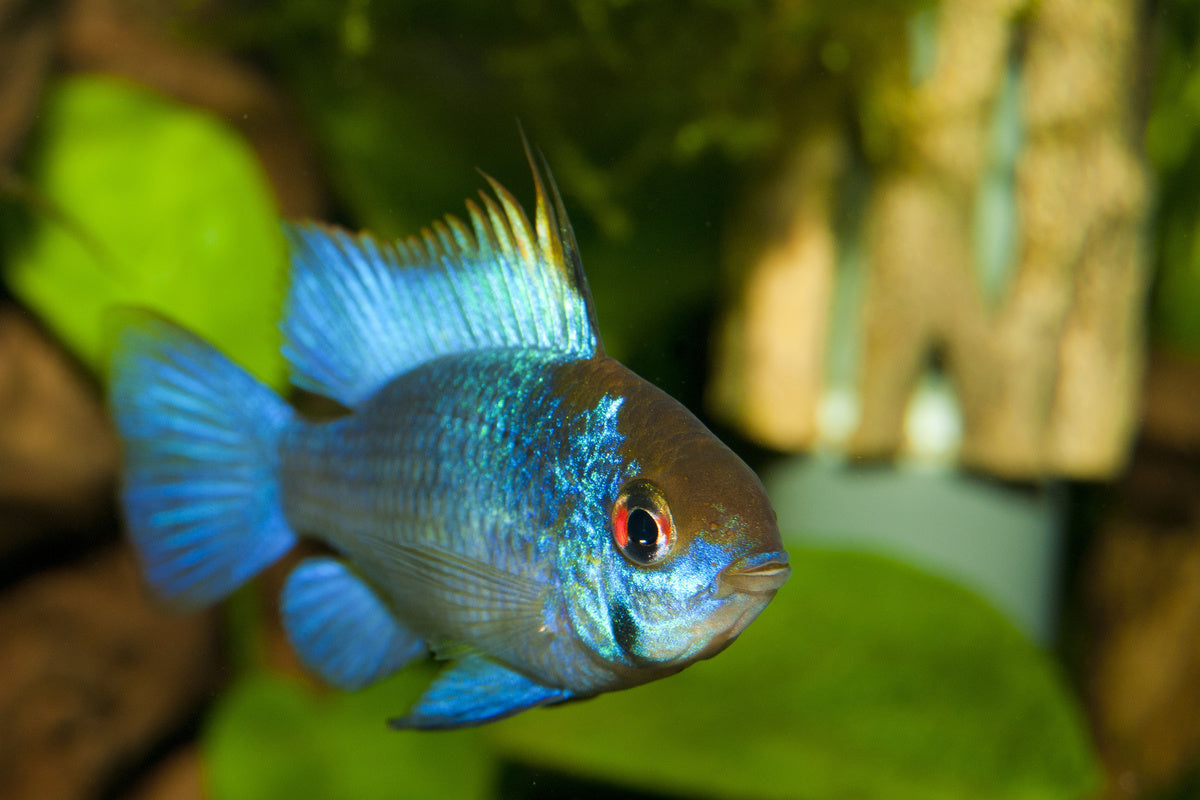 Mikrogeophagus Ramirezi Eletric Blue