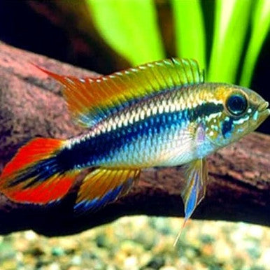 Apistogramma Agassizii Double Red
