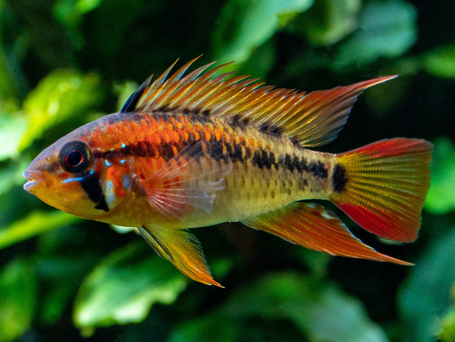 Apistogramma MacMasteri