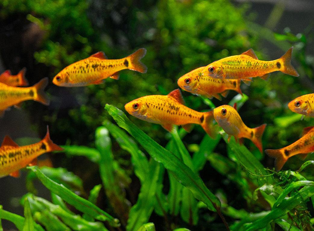 Puntis Sachsii - Barbo Ouro - Living Aqua