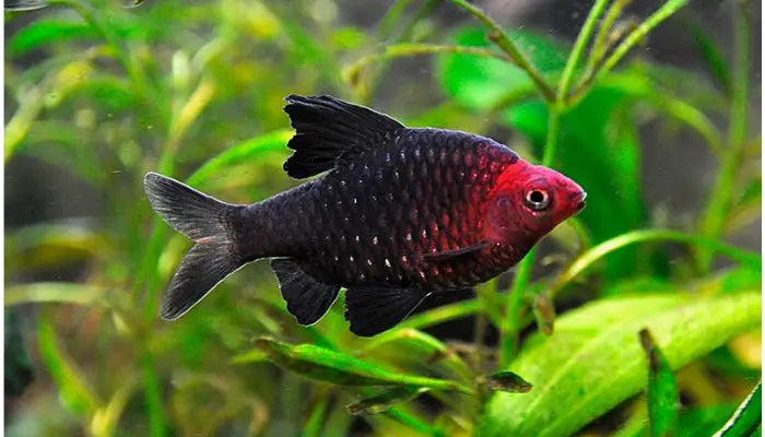 Pethia Nigrofasciatum - Barbo Ruby - Living Aqua