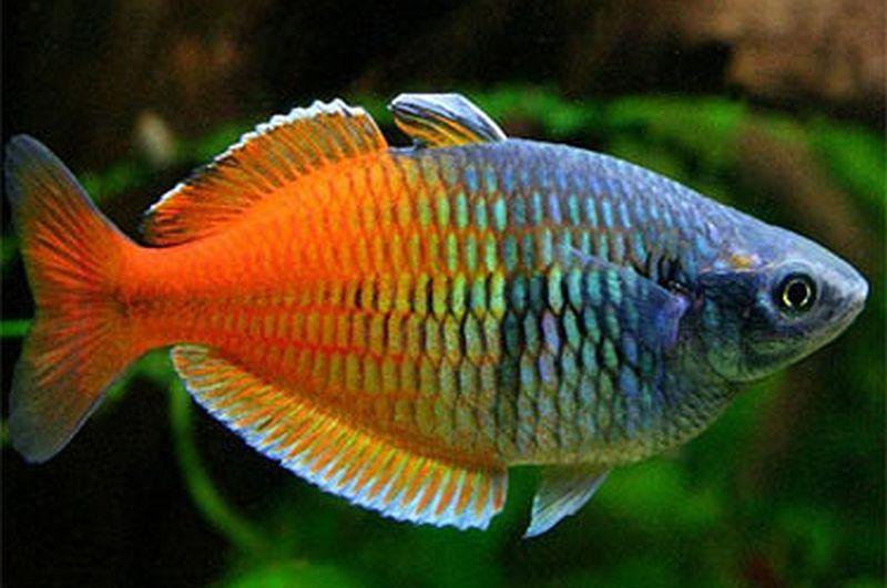 Melanotaenia Boesemani - Arco Íris Boesemani - Living Aqua