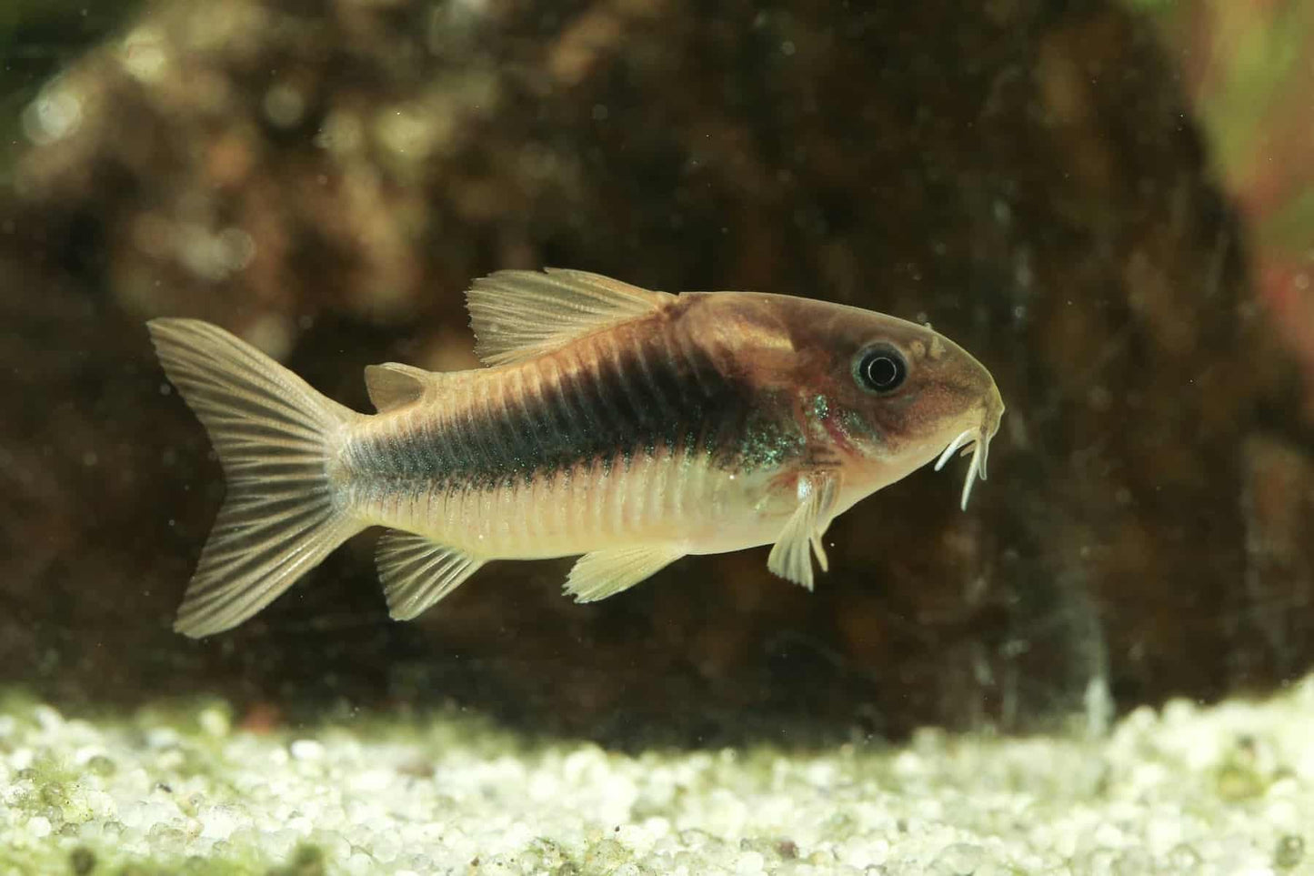 Corydora Aeneus - Corydora Bronze