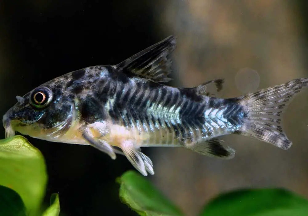 Corydora Paleatos