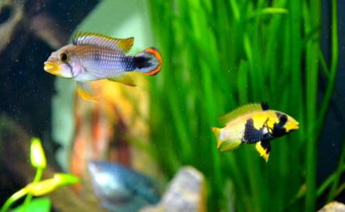 Apistogramma Panduro