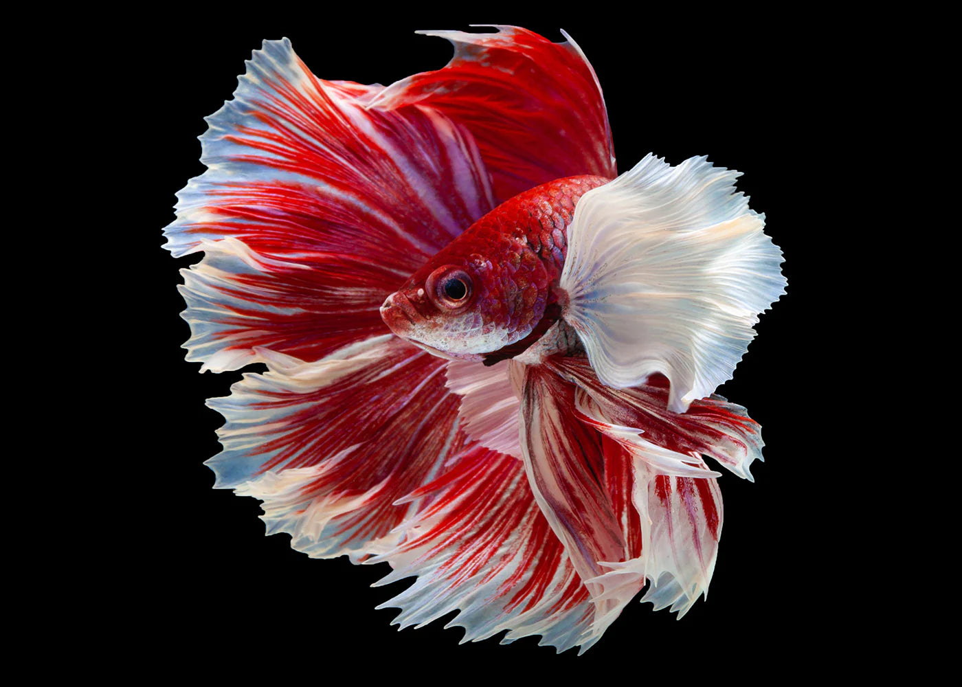 Betta Macho Dumbo Halfmoon Selecionado