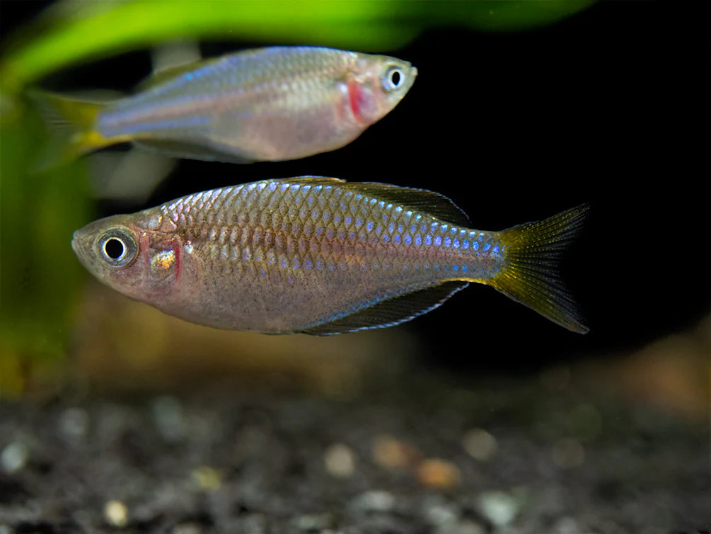Melanotaenia Praecox - Arco Íris Neon - Living Aqua