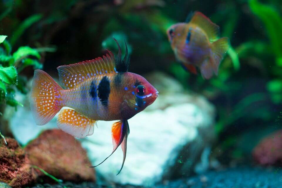Mikrogeophagus Ramirezi German Blue