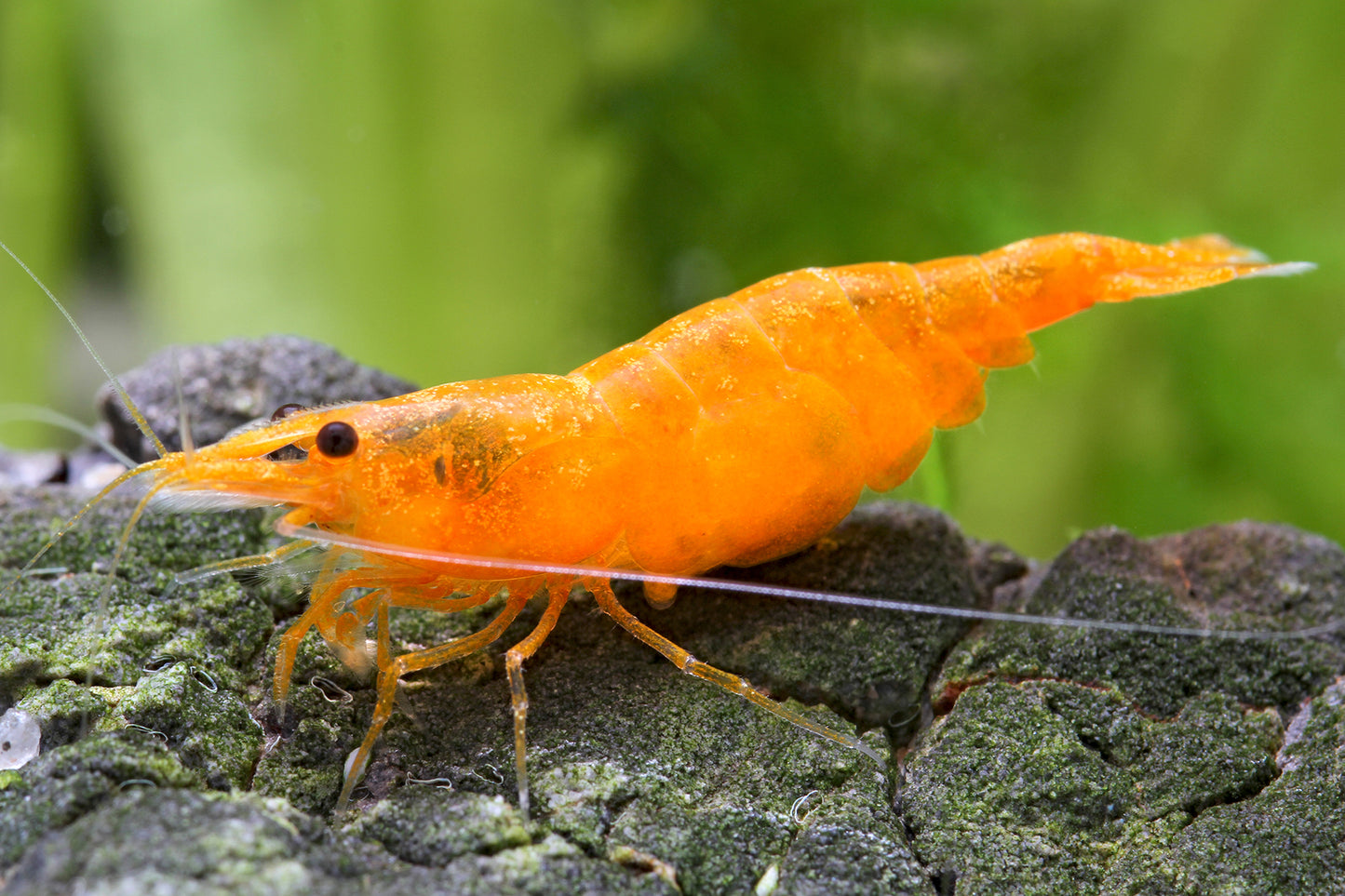 Neocaridina davidi "Orange"