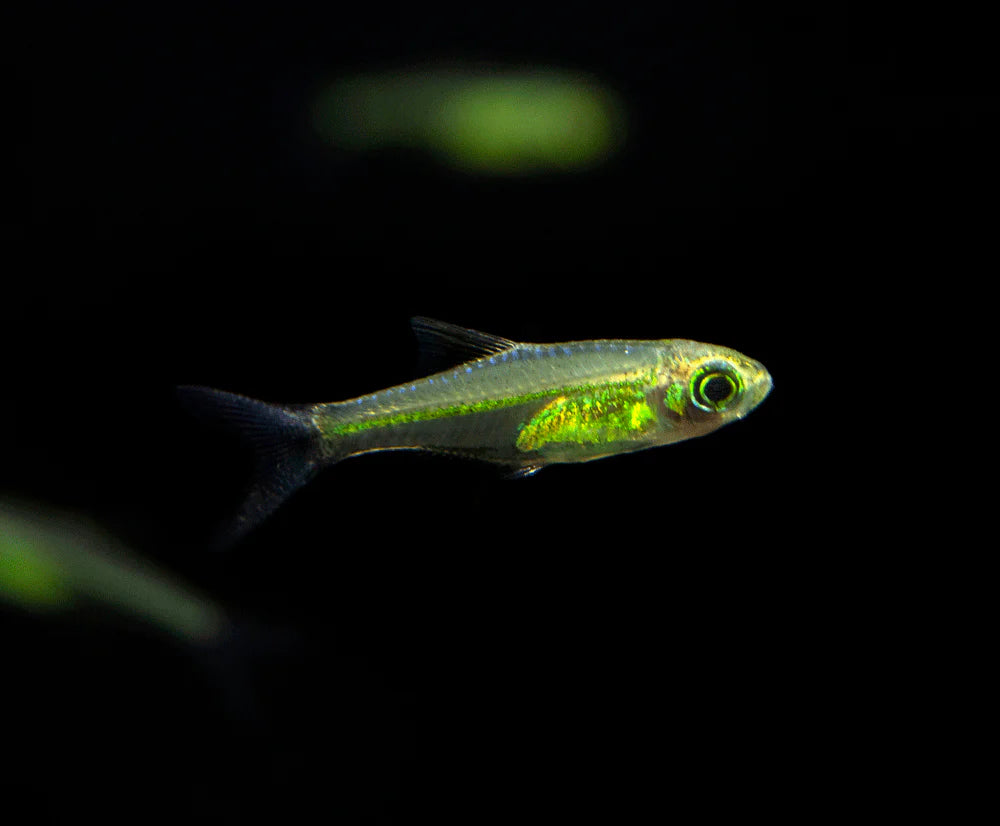 Microdevario Kubotai - Rasbora Kubotai - Living Aqua