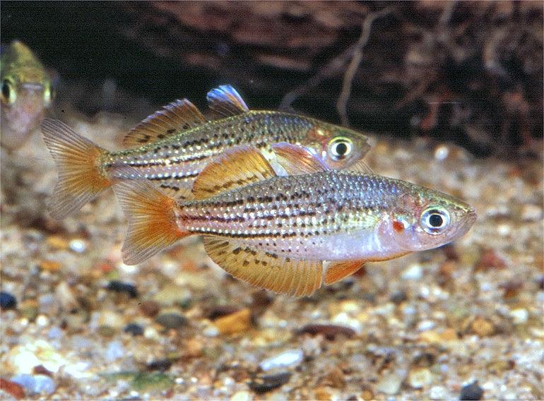 Melanotaenia Maccullochi - Arco Íris Anão - Living Aqua
