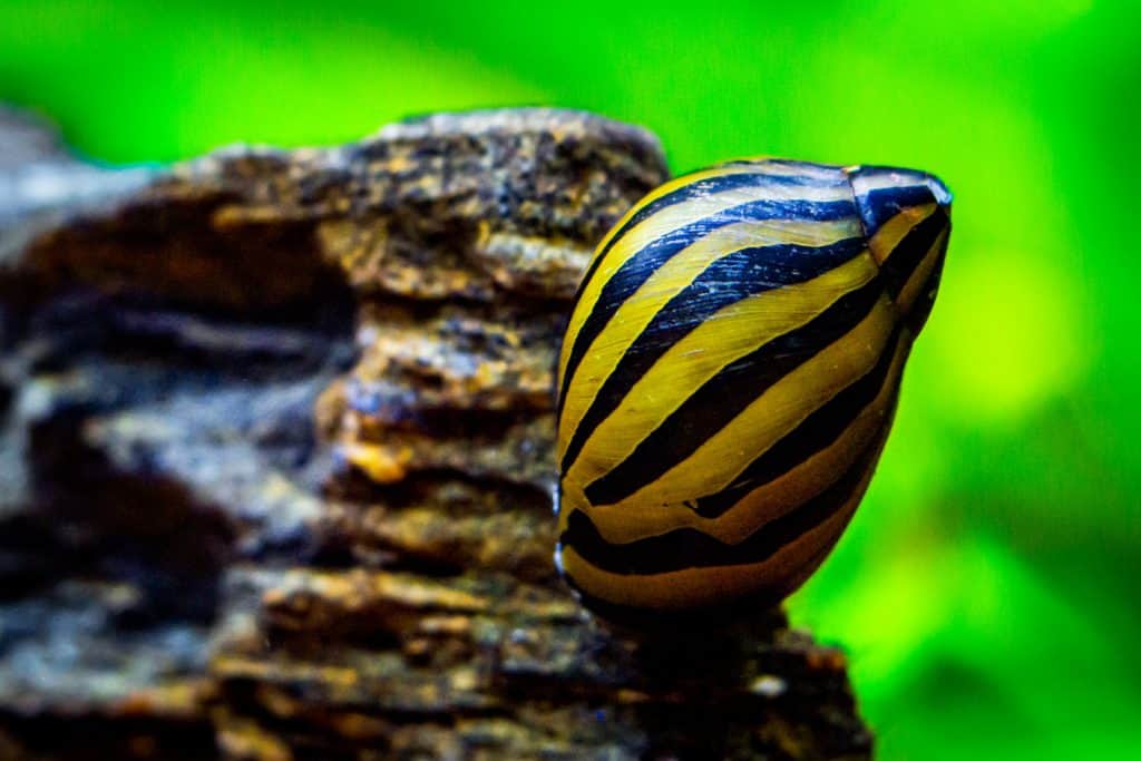 Neritina Natalensis - Neritina Zebra