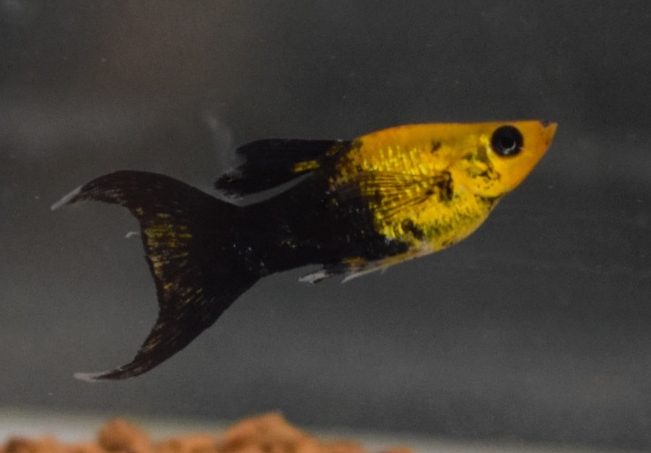 Molly Lyra Ouro Negro