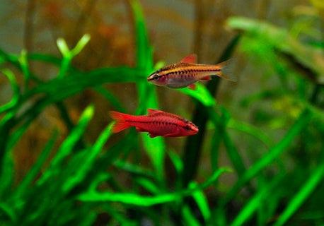 Puntius Titteya - Barbo Cereja - Living Aqua
