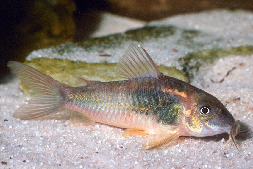 Corydora Schultzei
