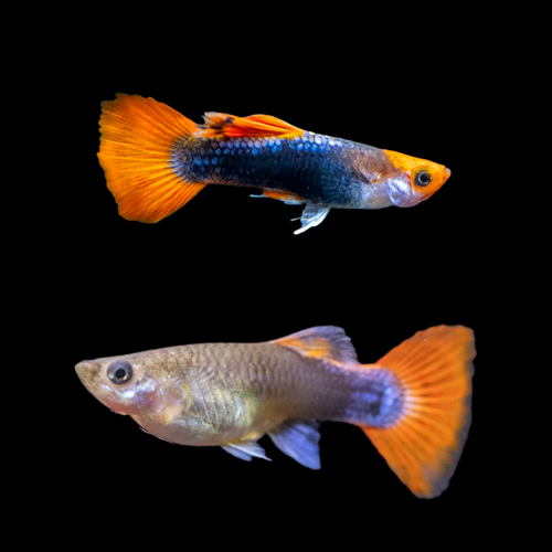 Guppy Red Nose Tuxedo