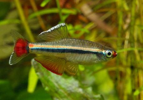 Tanichthys Albonubes - Neon Chinês - Living Aqua