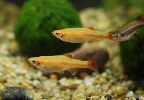 Tanichthys Albonubes - Neon Chinês Ouro - Living Aqua