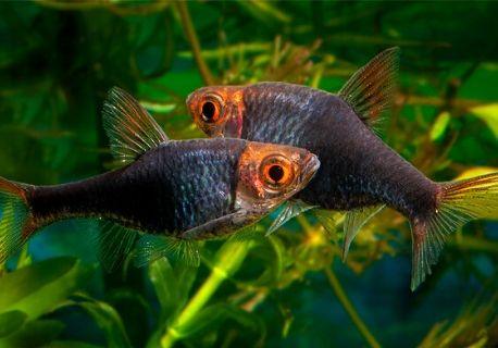 Trigonostigma Heteromorpha - Rasbora Harlequin Negra - Living Aqua