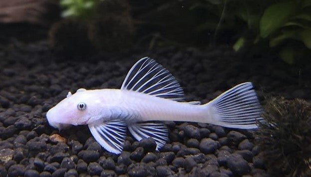 Ancistrus Snow White