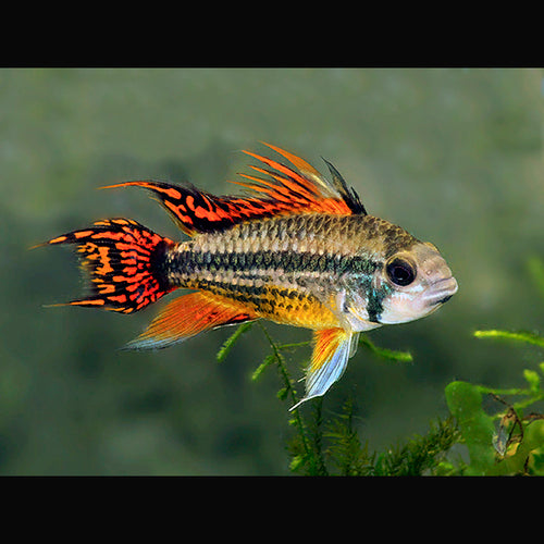 Apistogramma Cacatuoides Double Red