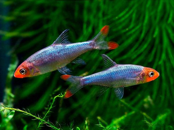 Rasbora Sawbwa - Sawbwa Resplendens - Living Aqua