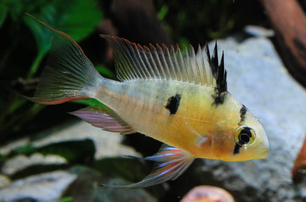 Papilochromis Altispinosa