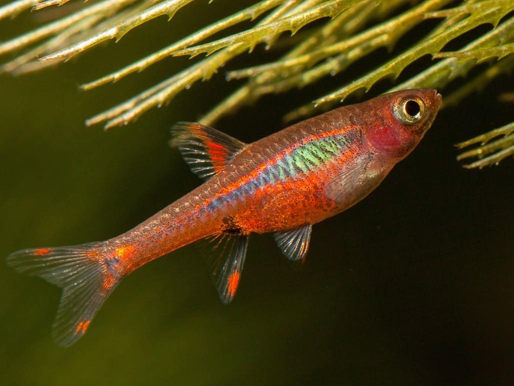 Boraras Brigittae - Rasbora Mosquito - Living Aqua