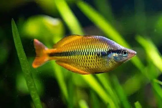 Melanotaenia herbertaxelrodi - Arco Íris Tebera - Living Aqua