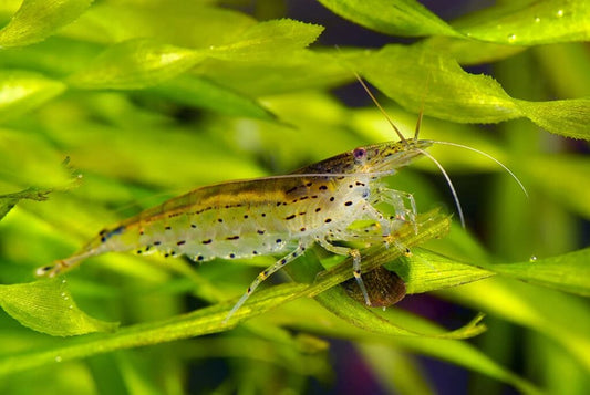 Caridina Multidentata / Japónica - Camarão Amano L/XL