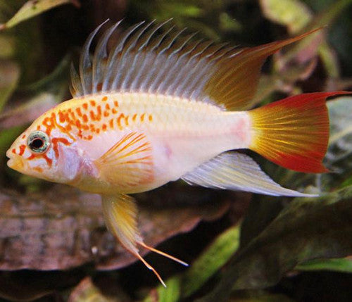 Apistogramma Vijeita Ouro
