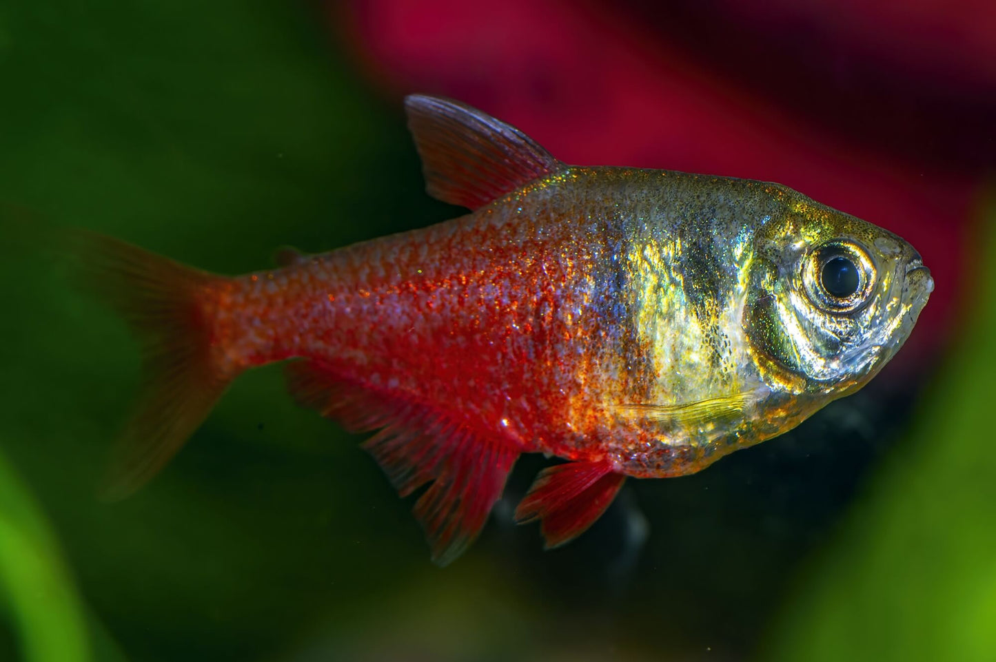 TeTra Chama -Hyphessobrycon Flammeus
