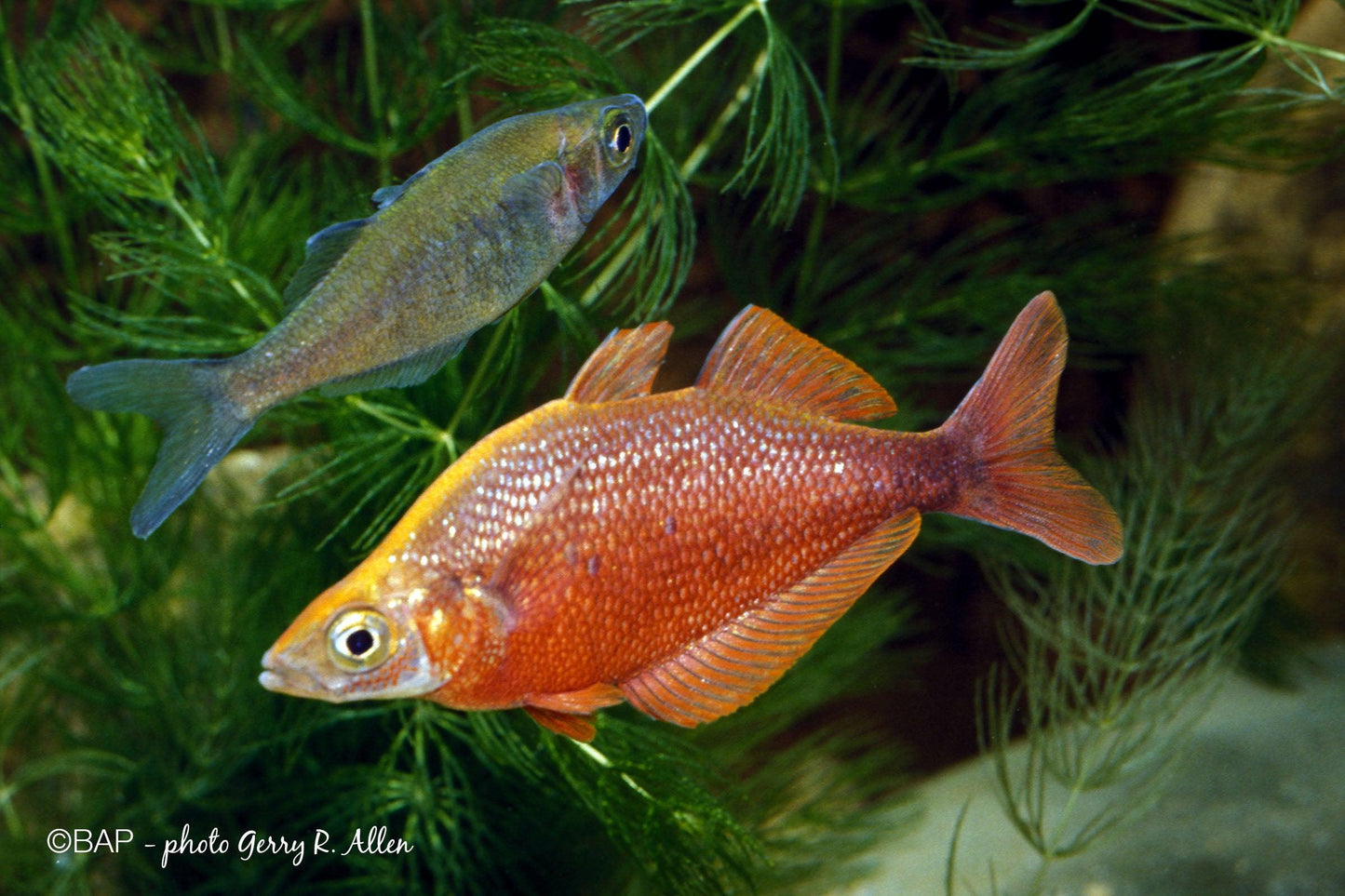 Glossolepis Incisus - Arco iris Vermelho - Living Aqua