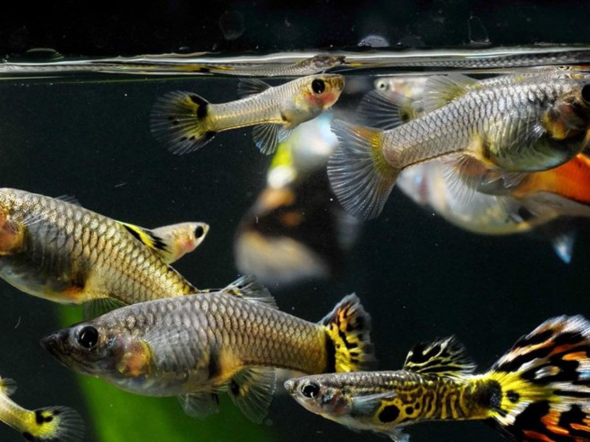 Guppy Fêmea Surtido