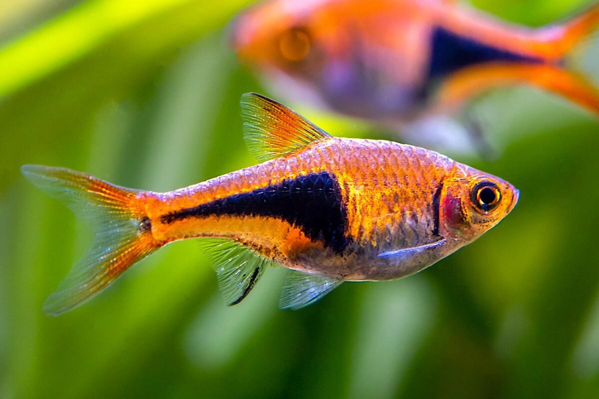 Trigonostigma Heteromorpha - Rasbora Harlequin - Living Aqua