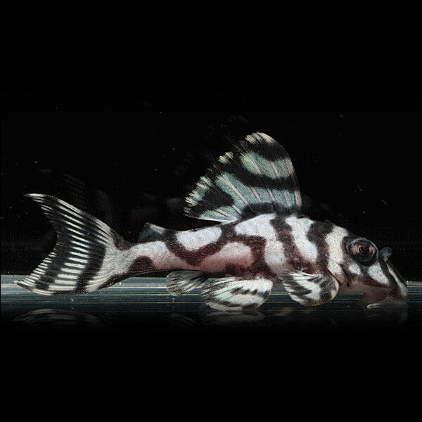 L236 Hypancistrus