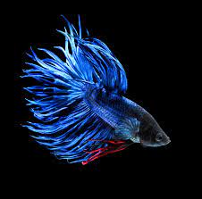 Betta Macho CrownTail