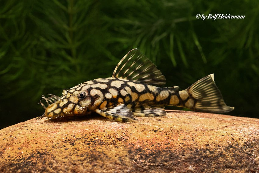 L519 Hypancitrus Rio Itenez