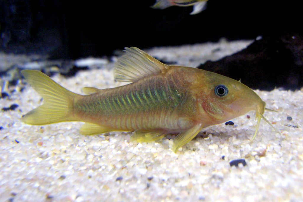 Corydora Melanotaenia