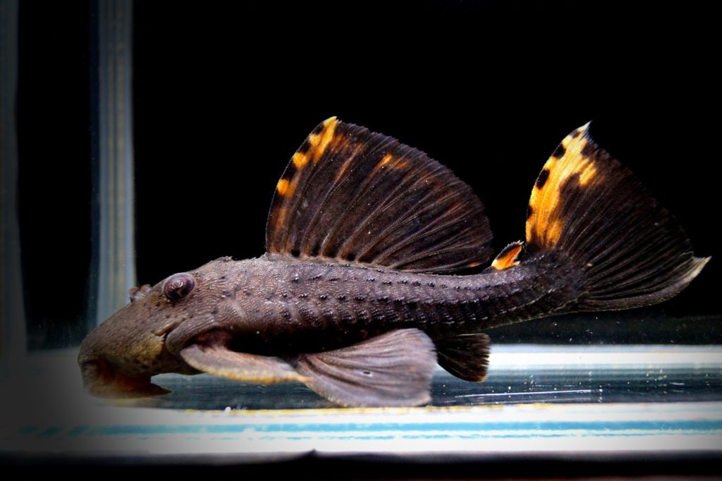 L091 Leporacanthicus triactis