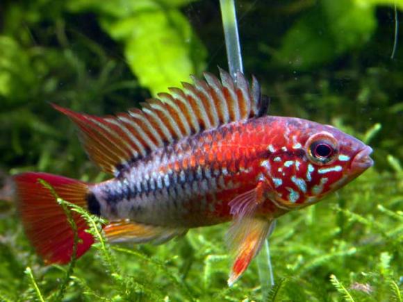 Apistogramma Vijeita II