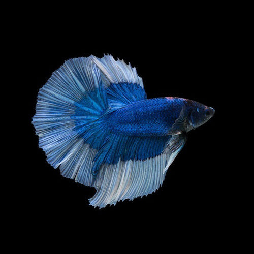 Betta Macho Halfmoon Selecionado