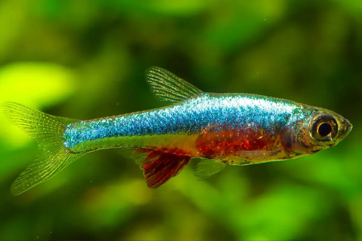 Sundadanio Axelrodi - Rasbora Neon Azul - Living Aqua