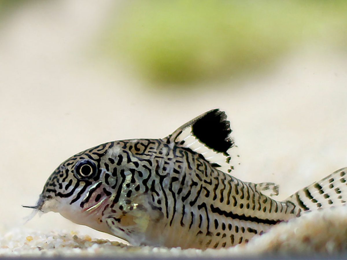 Corydora Juili