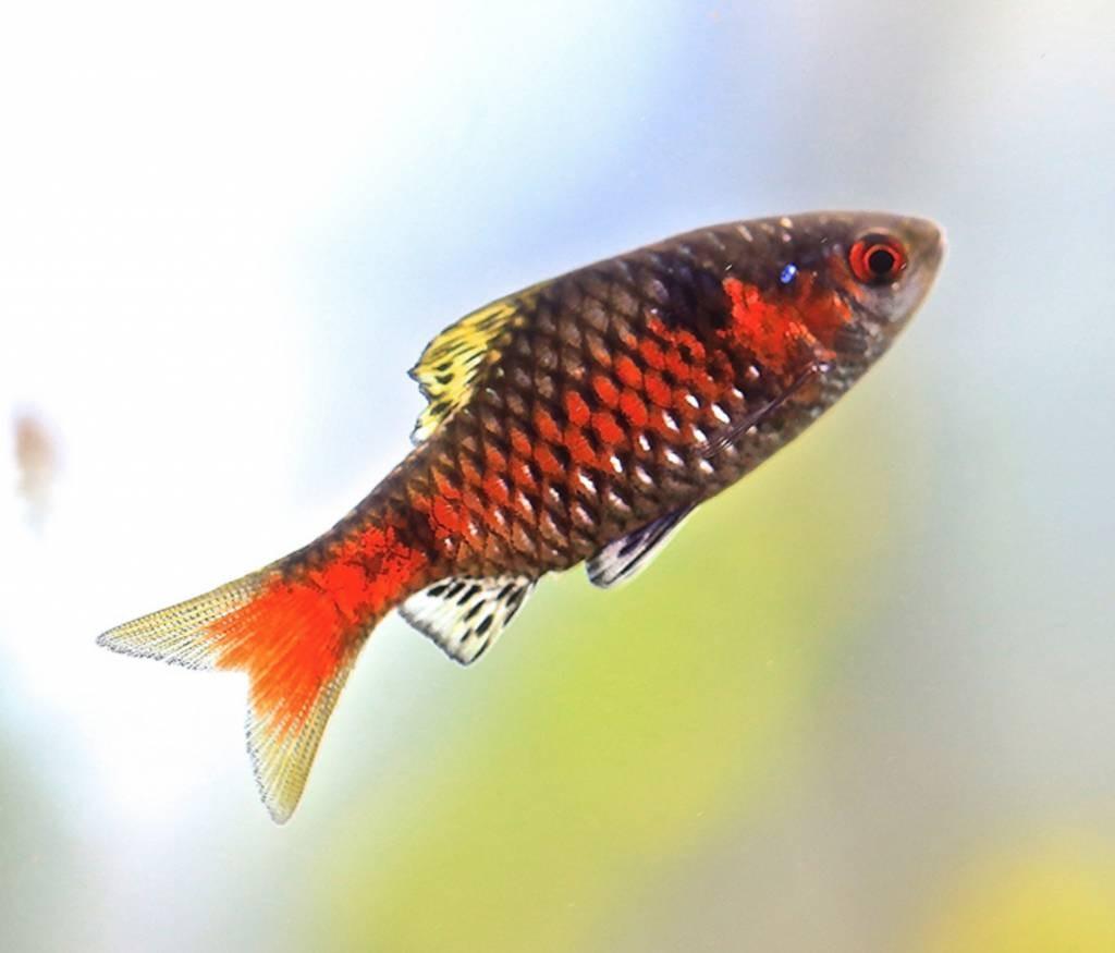 Puntis Padamya - Barbo Odessa - Living Aqua