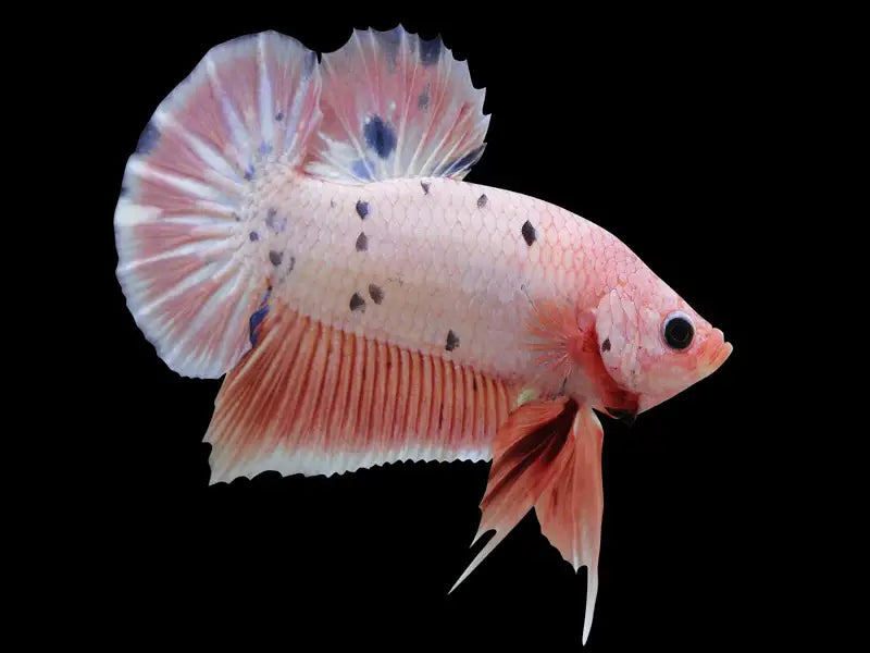 Betta Macho Plakat